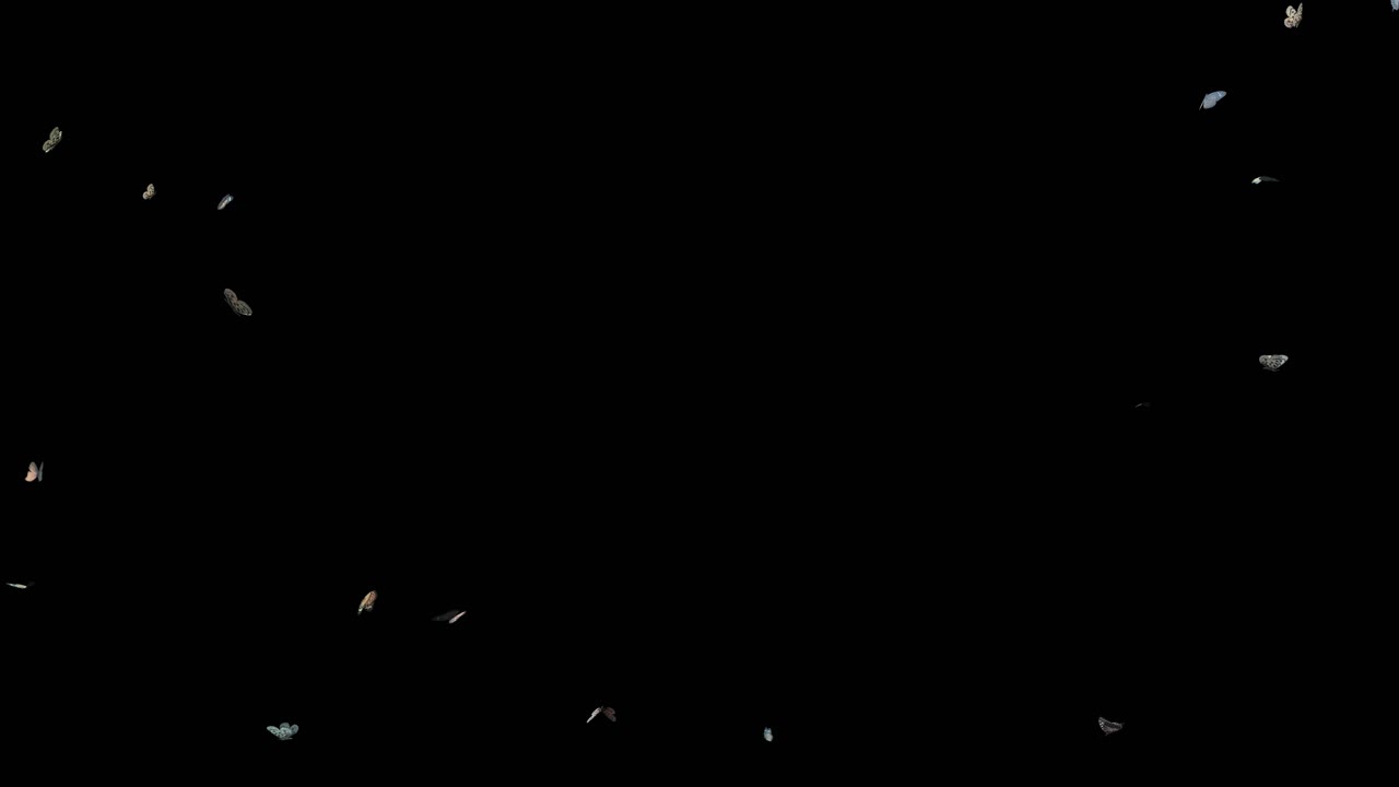 프레임 양쪽에서 무작위로 날아다니는 화려한 나비, 검정 배경, 시각 효과 3d 애니메이션