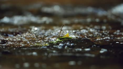 Maple-leaf-caught-against-rock-in-babbling-creek,-slow-motion