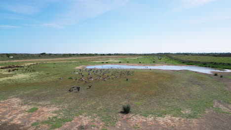 El-Vídeo-Desde-Arriba-Captura-Las-Pintorescas-Marismas-De-Agua-Salada-A-Lo-Largo-De-La-Costa-De-Lincolnshire,-Con-Aves-Marinas-Volando-Y-Posándose-En-Las-Lagunas-Y-Lagos-Interiores.