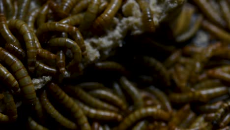 The-Mealworm-is-a-species-of-Darkling-Beetle-used-to-feed-pets-like-fish,-snakes,-birds,-and-frogs