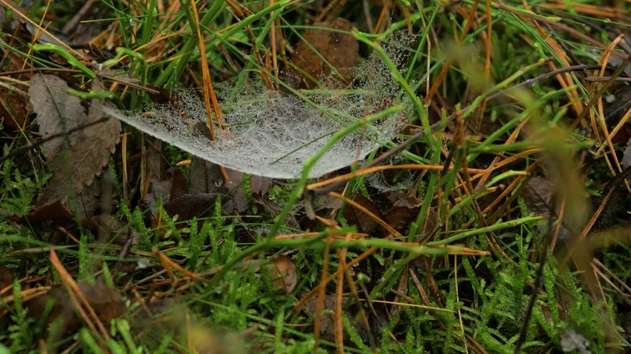 telaraña atrapada cubierta de rocío matutino, colocada en un prado entre tallos, día brumoso en un prado de otoño, tiro cerrado moviéndose lentamente en un viento tranquilo