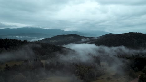 misty dark forest after rain