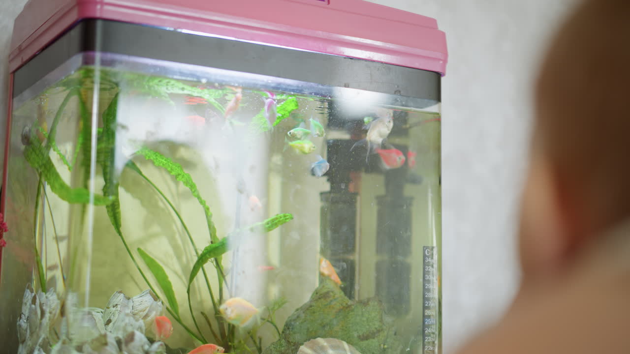 Child observes colorful fish swimming inside pink-lidded aquarium filled with green plants, shells, and filter system, creating vibrant underwater environment with bubbles, textures, atmosphere