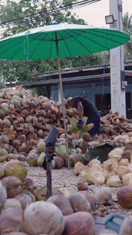 coconut harvest