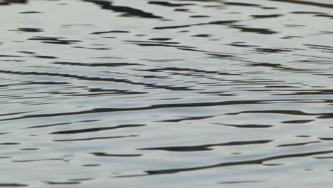 jumping fish and water ripples