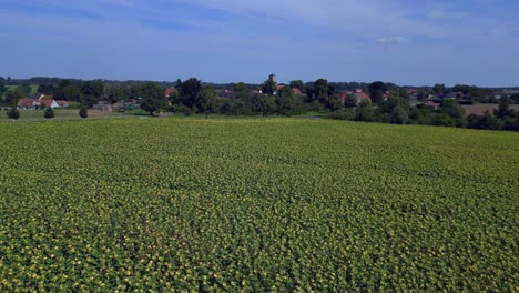 el paisaje idílico de tarmow, un pequeño pueblo enclavado en medio de vastos campos agrícolas en brandeburgo, alemania, en un soleado día de verano.
