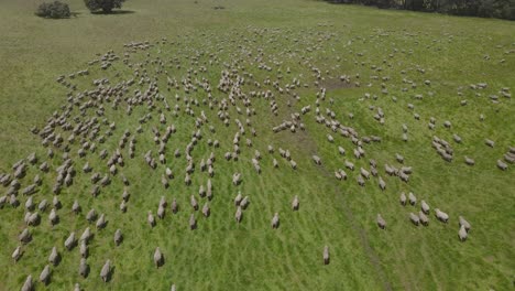 big group of sheep walking together on grassland farm during sunny day