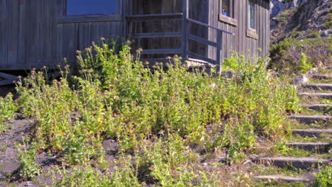 Thistles-and-Wildflowers-Growing-Outside-Beachfront-Wooden-Cabin-At-Steep-Ravine-Beach-In-California,-USA