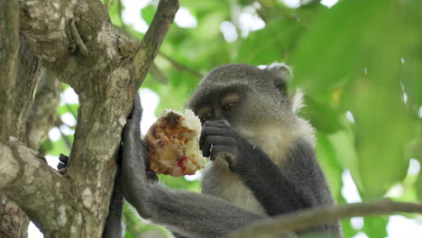 sykes monkey feeding on pizza