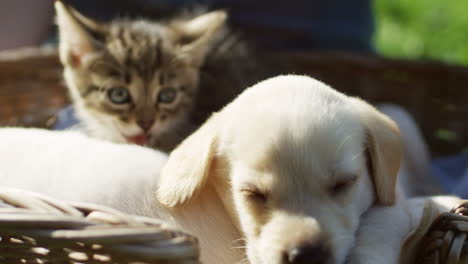 close-up view of a little cute labrador puppy and kitty cat sitting in a basket on the green grass