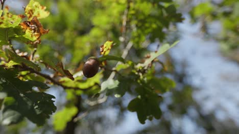 roble con bellota