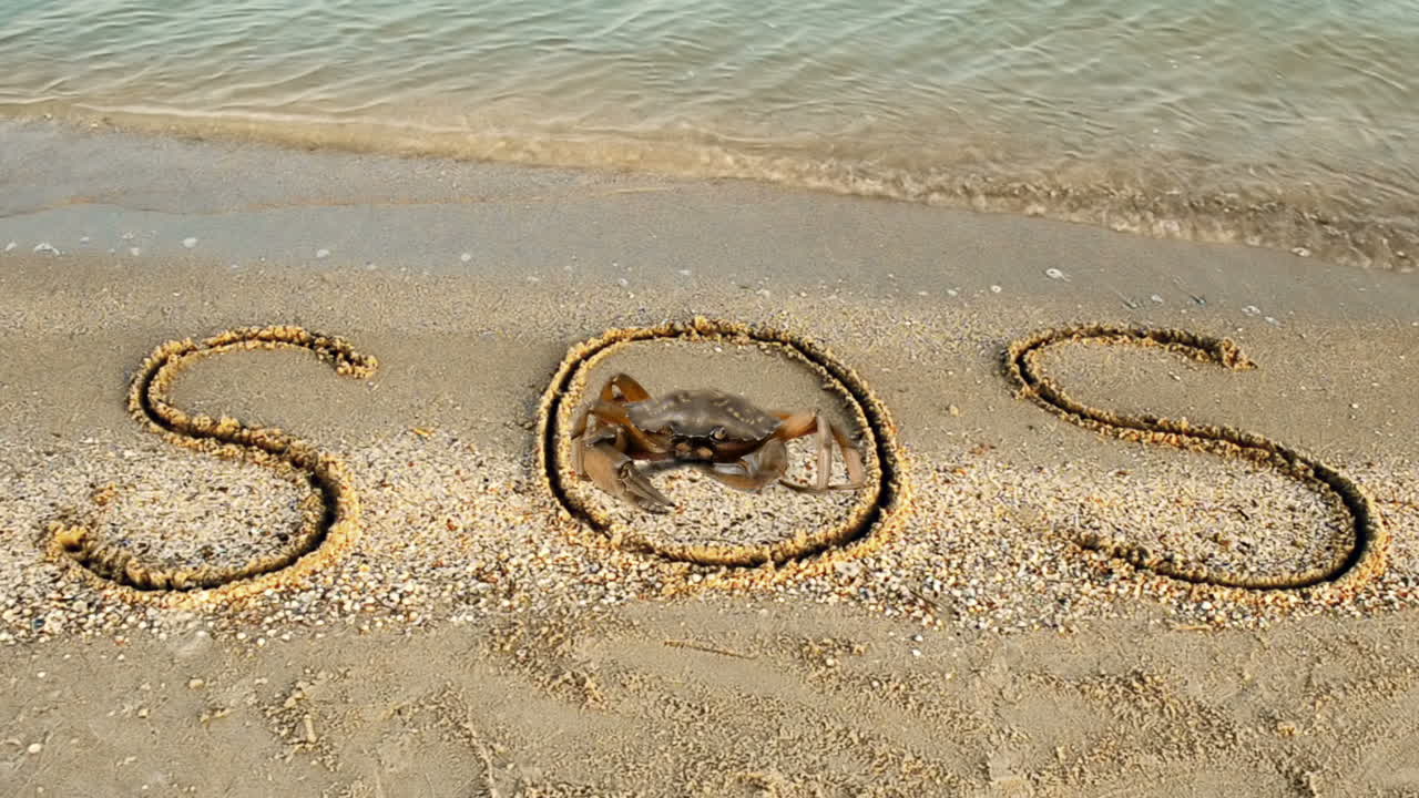 Crab and an inscription on sand, the beach. The inscription SOS on sand