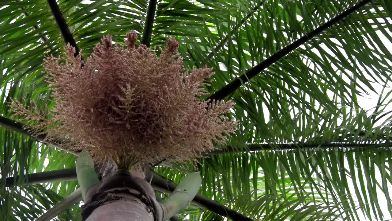 하와이에서 꽃 나무를 수분하는 꿀벌의 저각 샷