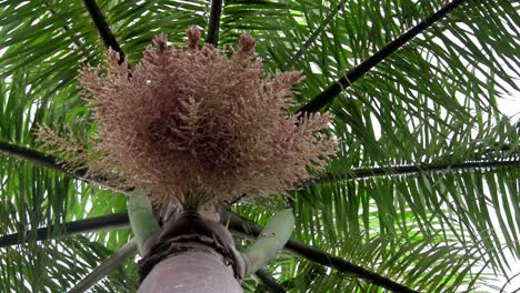 Eine-Lowangle-Aufnahme-Von-Bienen,-Die-Einen-Blumenbaum-In-Hawaii-Bestäuben