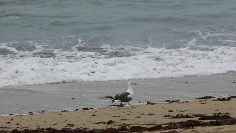 Gaviota-Caminando-Por-La-Costa-De-Half-Moon-Bay-Mientras-Las-Olas-Se-Acercan