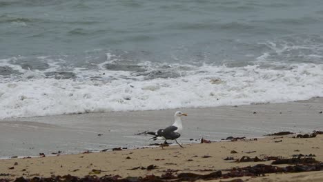 la gaviota caminando a lo largo de la costa de la bahía de la media luna mientras las olas se acercan