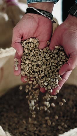 close-up of fresh unroasted coffee beans harvested straight from the farm