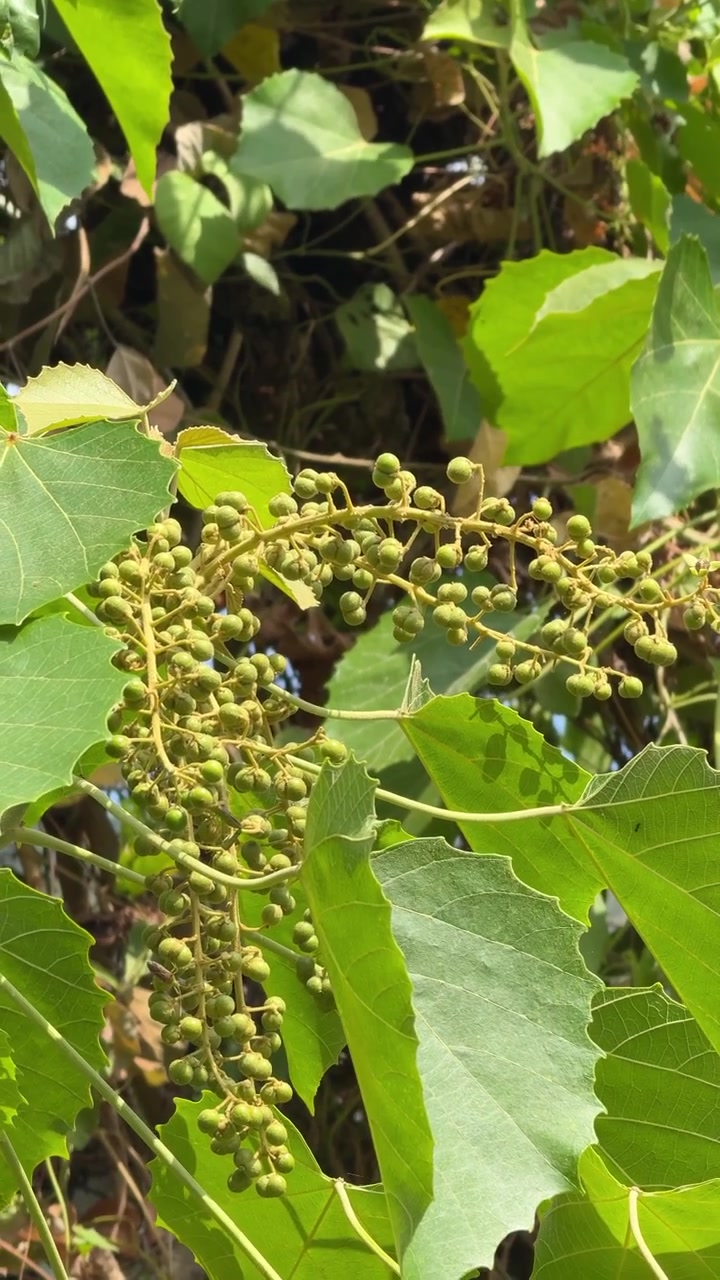 Primo piano di uva verde acerba che cresce sulla vite