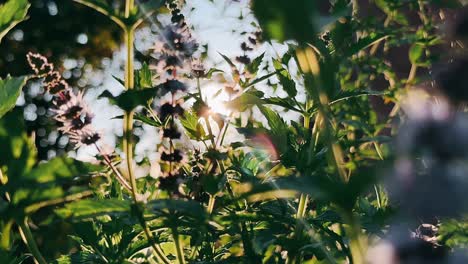 mint plants in sunlight