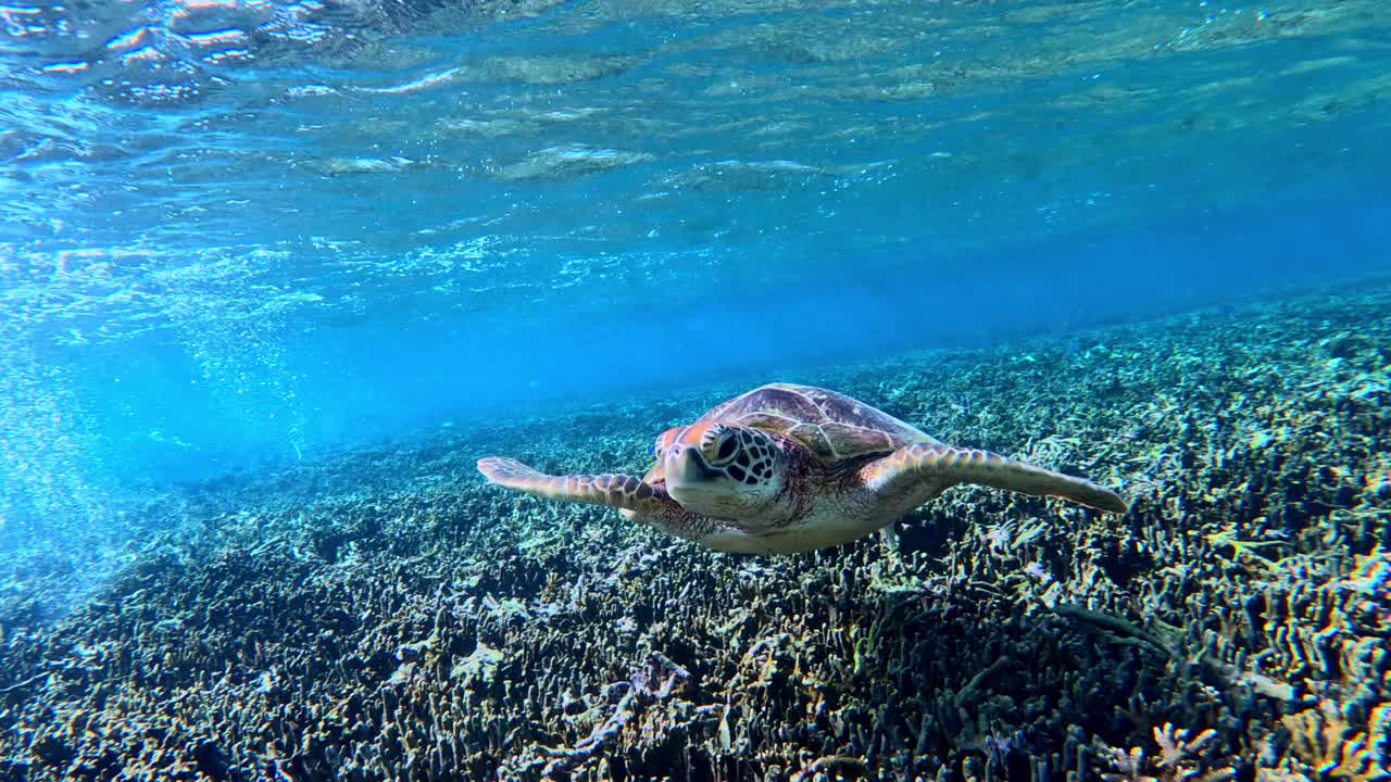 아름다운 산호초를 수영하는 녹색 바다 거북의 근접 촬영