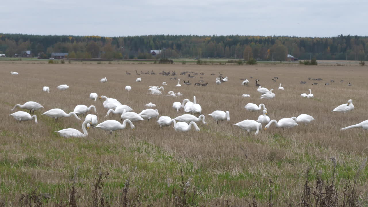 группа лебедей, отдыхающих на поле, концепция диких птиц