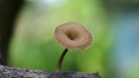 video de hongos macro sobre el fondo de la naturaleza, video hd de setas venenosas