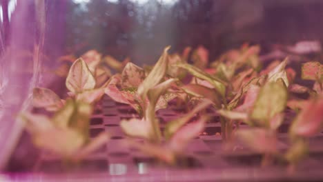 Seedlings-in-growing-trays-under-protective-cover