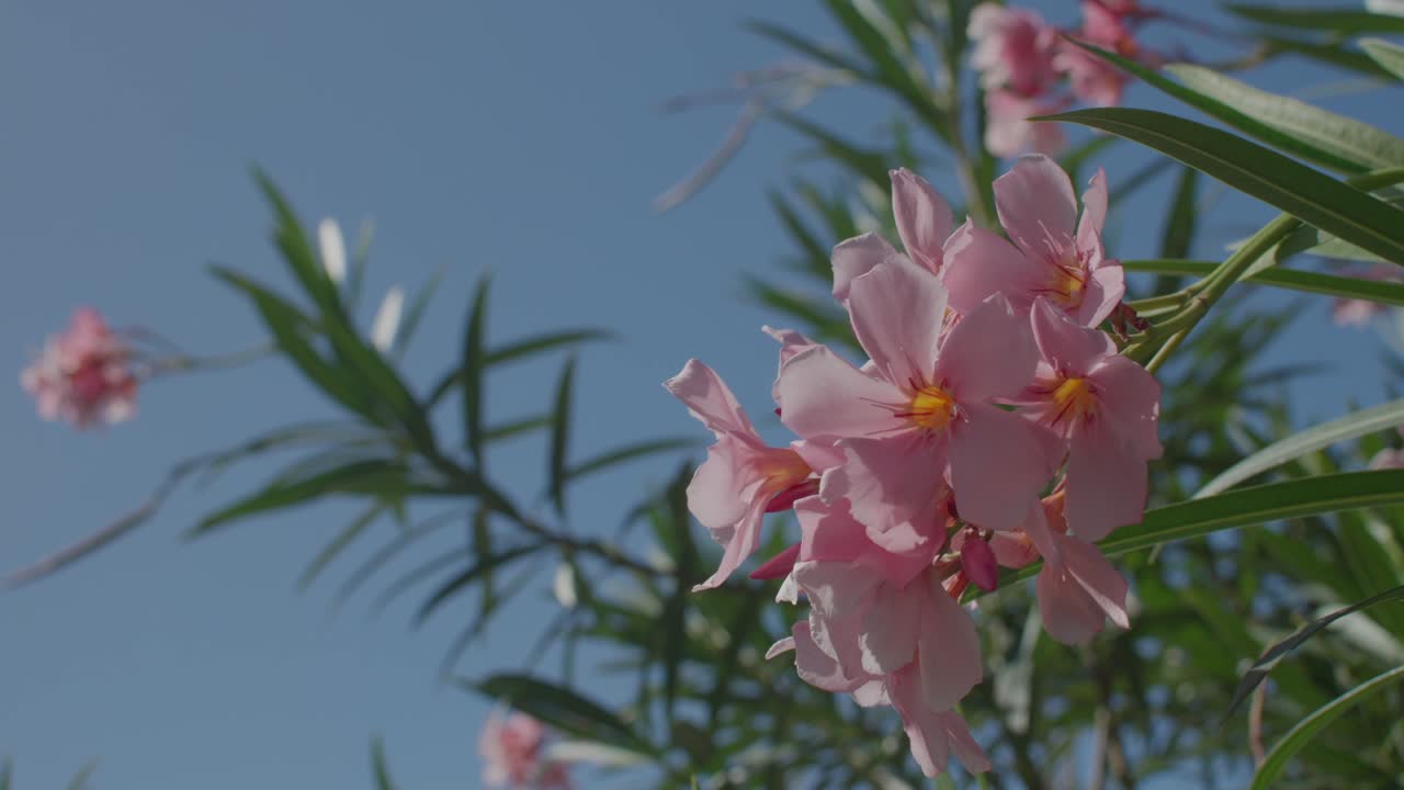 Inquadratura dal basso di un bellissimo fiore rosa con foglie verdi che si protende verso un cielo blu intenso e limpido. Luce naturale brillante che evidenzia i colori e le texture del giardino