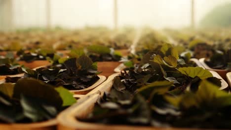 rows of plant seedlings in a greenhouse