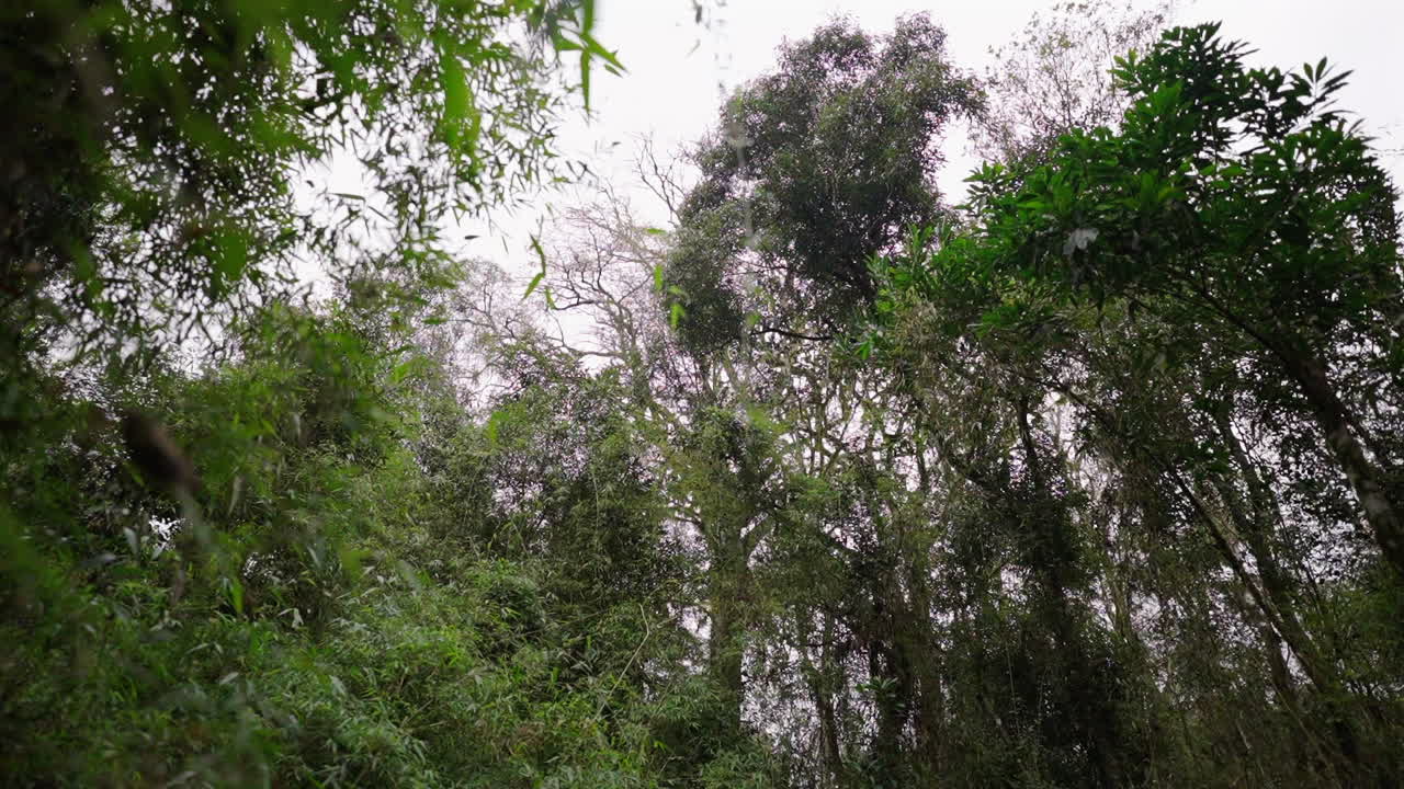 An upward view captures the vibrant canopy of a dense forest. Various shades of green foliage create a textured natural scene. The bright sky peeks through the thick branches, highlighting nature.