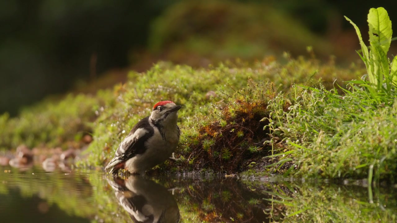 Giovane picchio rosso maggiore che beve al bordo dell'acqua con riflesso, in slow motion