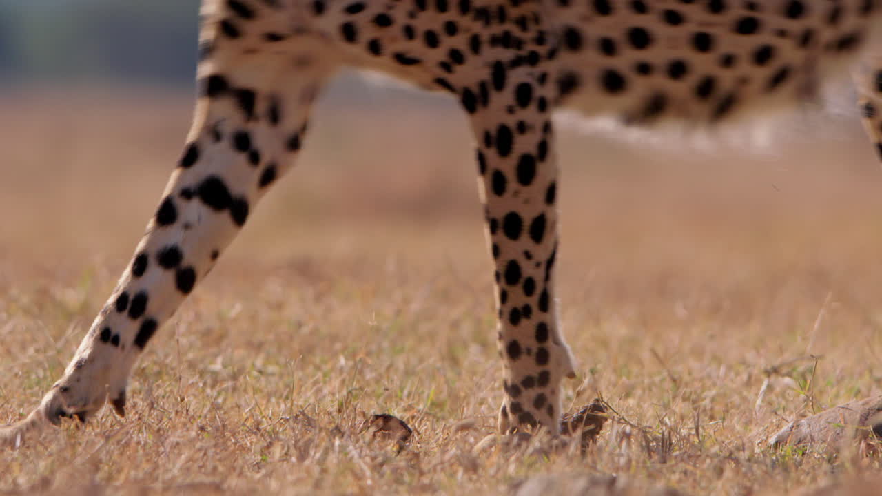 Close up shot of a cheetah's legs walking on the savanna floor