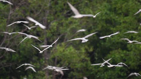 Terns-are-seabirds-that-can-be-found-all-throughout-the-world-at-sea,-rivers,-and-other-wider-bodies-of-water