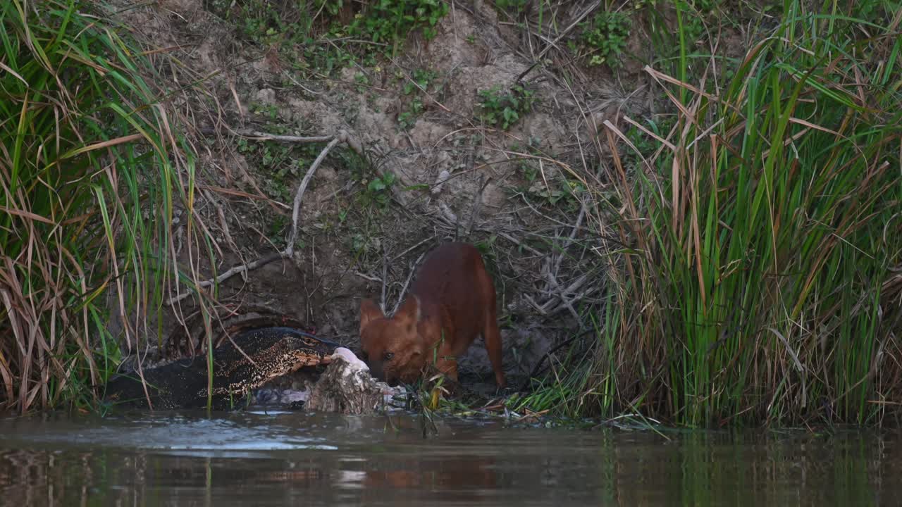 perro salvaje indio cuon alpinus visto sacando el cadáver del ciervo sambar fuera del agua mientras el lagarto monitor asiático trabaja duro para obtener una parte de la matanza, parque nacional khao yai, tailandia