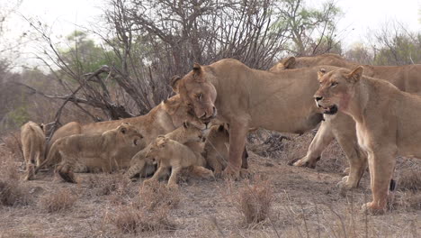 lionesses and their cubs together under a bush on the edge of the african savannah