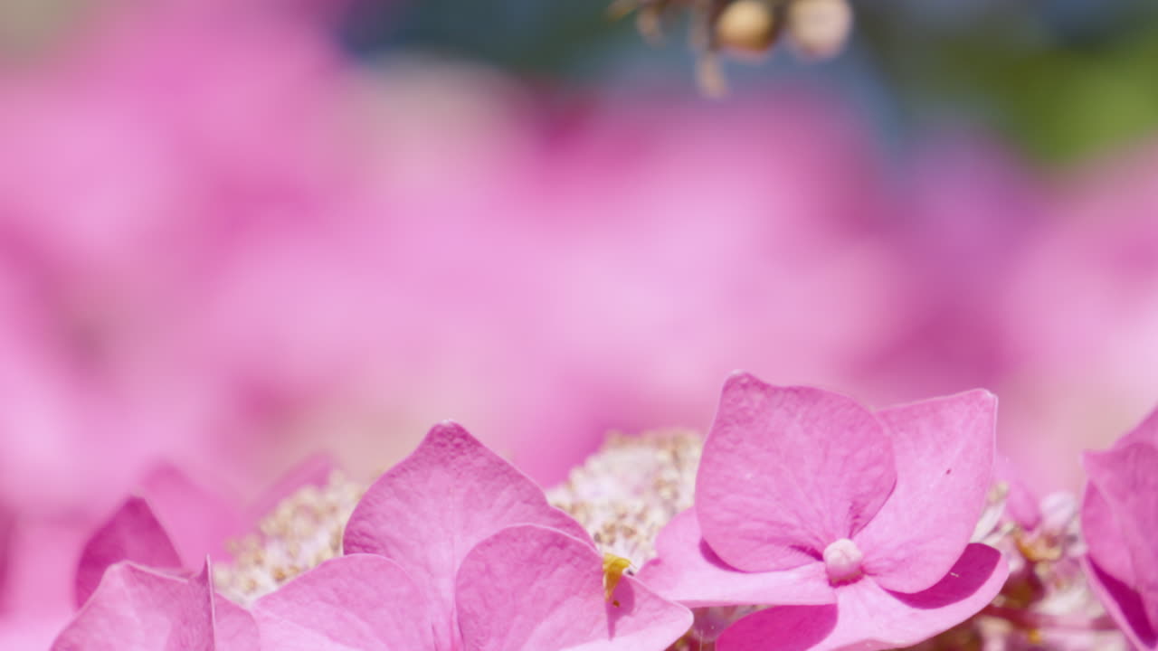 Close-up of pink hydrangeas with a bee
