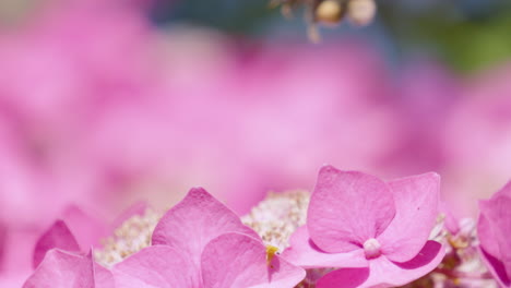 close-up of pink hydrangeas with a bee