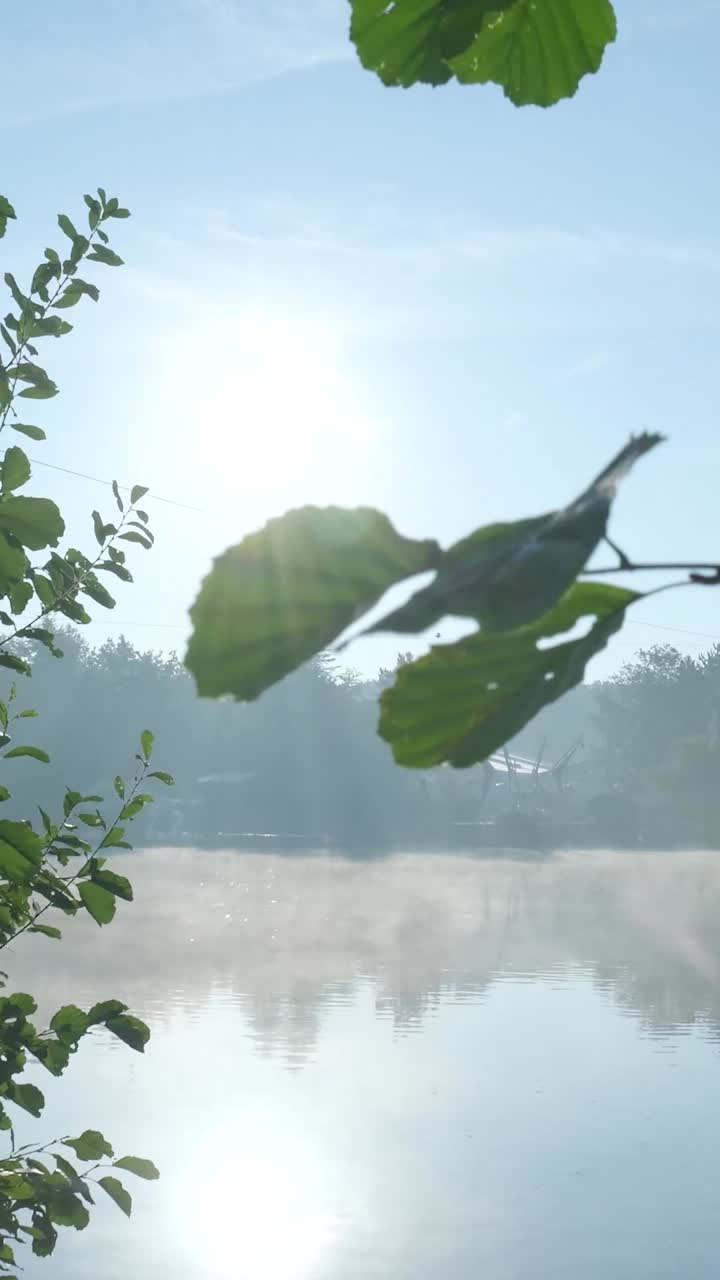 Misty Lake Scenery with Leaves in Foreground