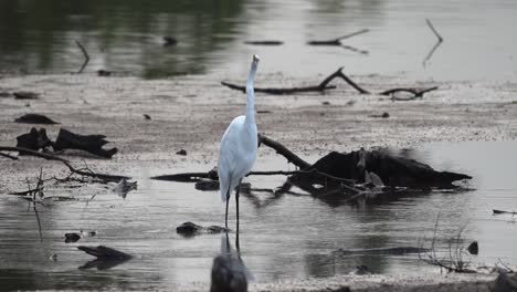 una gran garza buscando su comida matutina en un lago poco profundo en la luz de la mañana temprano