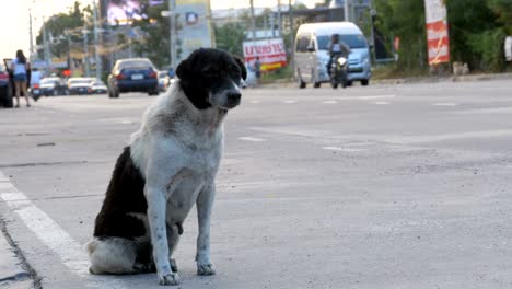 homeless dog sits on the city road with passing cars and motorcycles. asia, thailand