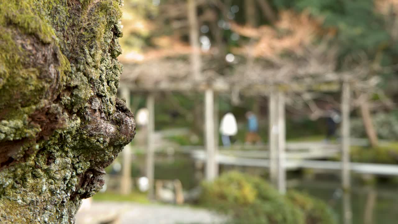 Primo piano fisso di corteccia d'albero muschiosa e ruvida con persone che camminano su un ponte sfocato