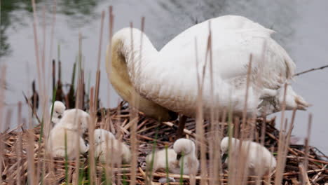 A devoted swan mother caring for her cygnets as they rest beside her.