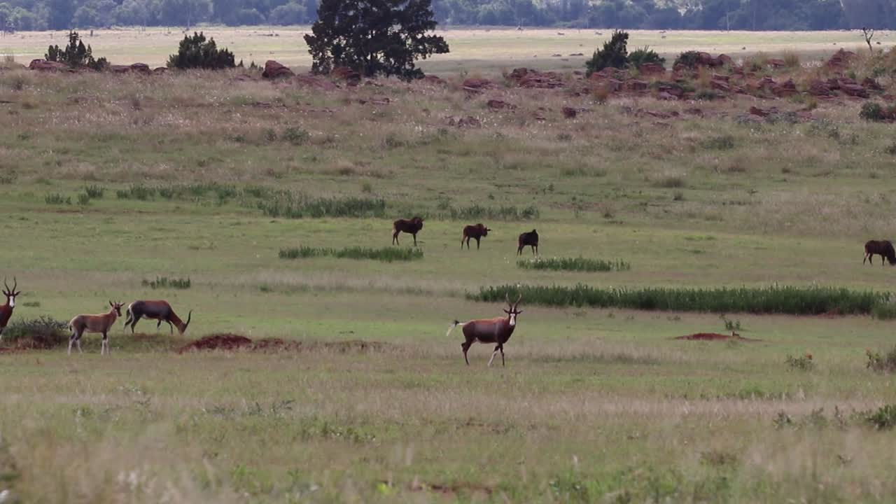 Antelope walking in a field with a calf and a mongoose running in the background