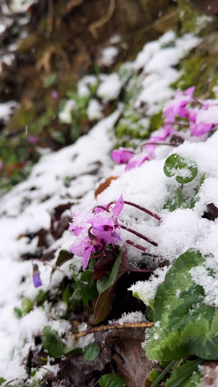 closeup nature landscape of forest in winter iran mountain scenic flower pink cyclamen primrose wild flowers natural hyrcanian mazandaran green white plant violet blossom flora spring wildflower macro