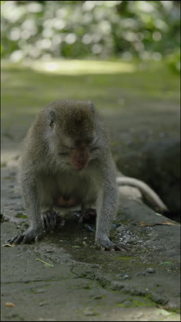 monkey in a forest setting