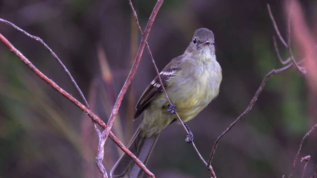 Close-up Small-headed Eleania tropical flycatcher bird hunting in Cerrado savanna in Brazil
