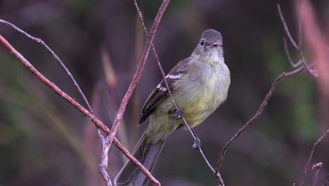 close-up small-headed eleania tropical flycatcher bird hunting in cerrado savanna in brazil