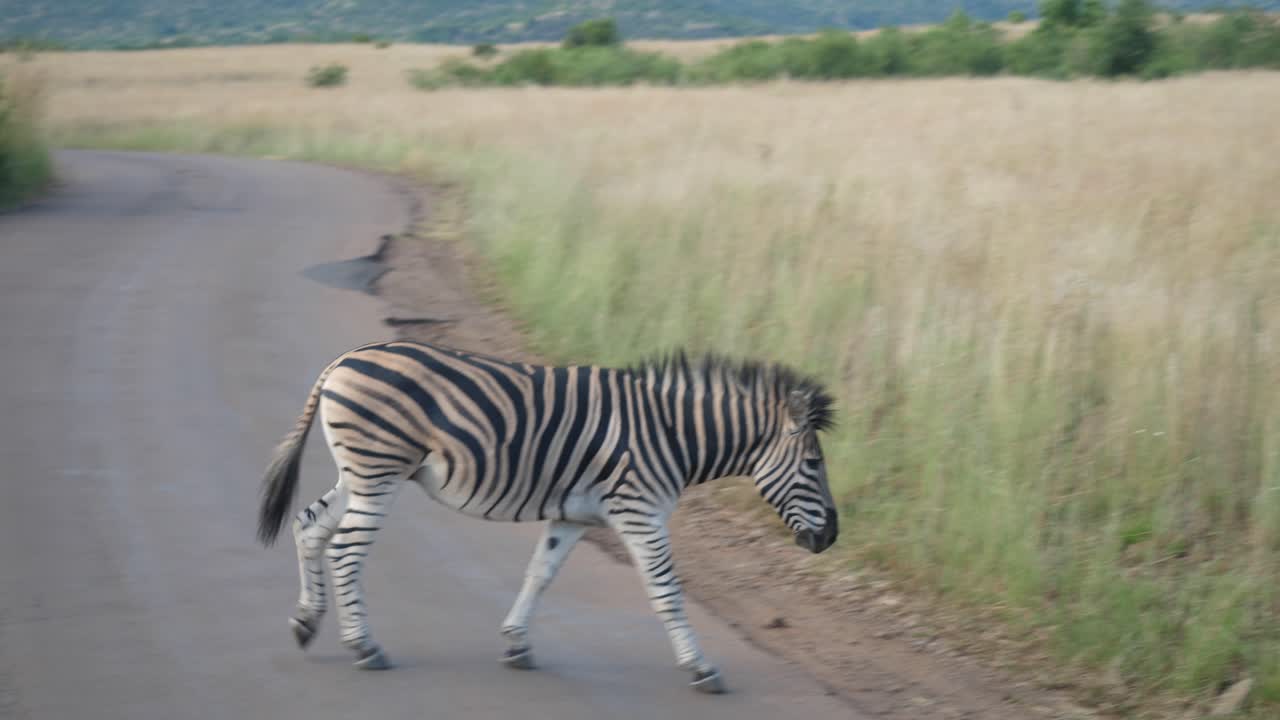 una cebra cruzando la calle en el parque nacional pilanesberg en sudáfrica - cerrar