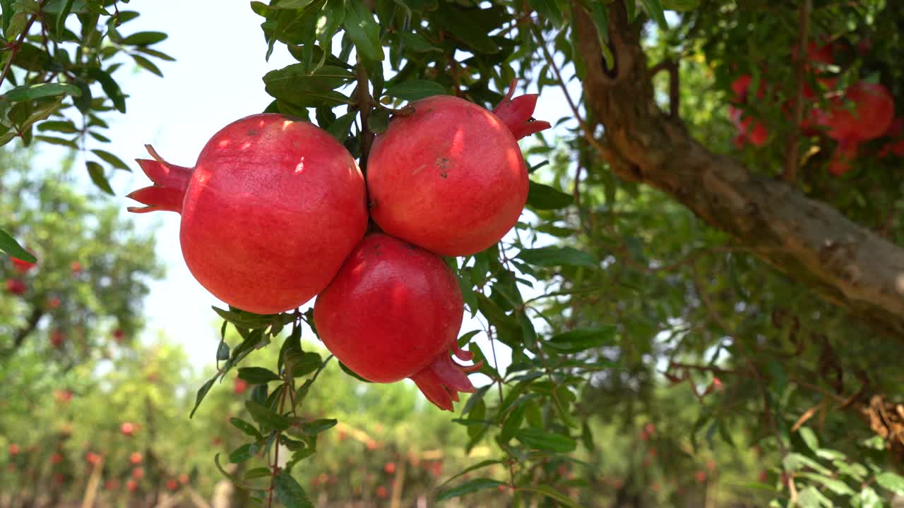 Granatæbleplantage i plukkesæsonen