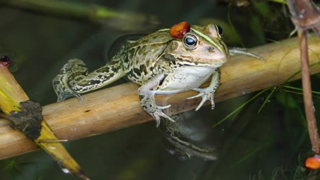 Daruma-Teichfrosch-Schwimmt-Im-Teichwasser---Nahaufnahme